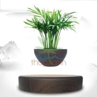 Chậu cây bay (Air bonsai) (gỗ nâu)