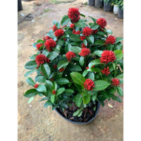 Chậu Cây Bông Trang Sen Đỏ - cây mẫu đơn giống mới trồng sân vườn hoa đẹp lâu tàn - cây thây cứng chắc - Dễ vẩn chuyển 🥰