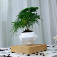 Chậu Cây BonSai Bay Zero W Design