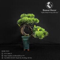 Chậu cây Bonsai nhựa cao cấp dùng trang trí nội thất bàn trà, tủ kệ SKU_BSC500