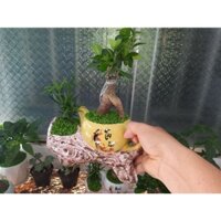 Chậu cây cảnh ấm trà Si