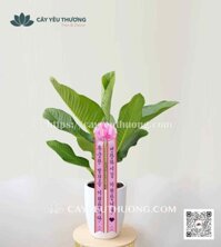 Chậu cây cảnh chúc mừng hàn quốc đẹp, ý nghĩa | đại phú gia