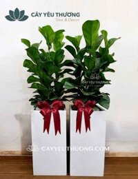 Chậu cây cảnh chúc mừng khai trương đẹp giá rẻ | Cây bàng singapore
