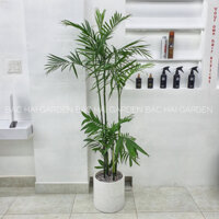 Chậu cây Cau Hawaii kèm chậu xi măng - Cây nội ngoại thất cao cấp- Cây xanh văn phòng, nhà phố