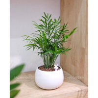 Chậu cây cau tiểu trâm kèm chậu men sứ trắng- Cây để bàn- Cây xanh trang trí nội thất, cây văn phòng