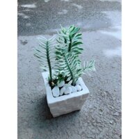 Chậu Cây Chân Rết