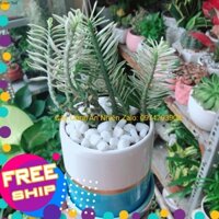 Chậu Cây Chân Rết