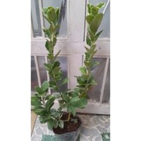 chậu cây chanh vàng mỹ cao từ 50-100cm. nhiều nhánh cây đẹp.