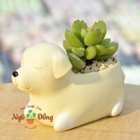 Chậu Cây Chó Labrador Nhắm Mắt Ngủ Trang Trí Bàn Làm Việc Văn Phòng