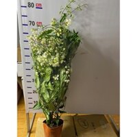 Chậu cây dạ ngọc minh châu siêu to, khách mua vui lòng nhắn tin xem ảnh