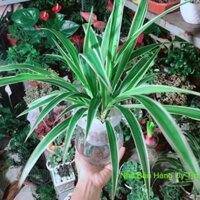 Chậu Cây Dây Nhện Thuỷ Sinh