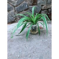 Chậu Cây Dây Nhện Thuỷ Sinh