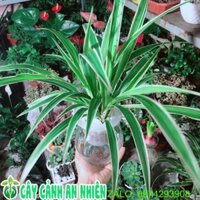 Chậu Cây Dây Nhện Thuỷ Sinh