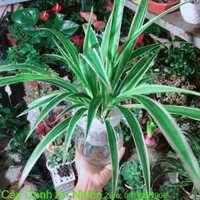 Chậu Cây Dây Nhện Thuỷ Sinh
