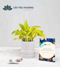 Chậu cây để bàn làm việc - Cây trầu bà thái vàng