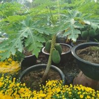 Chậu Cây Đu Đủ Lớn ( hàng đẹp .sẵn trái)