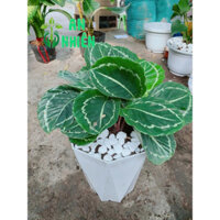 Chậu Cây Đuôi Công Xanh 60cm(chậu nhựa)