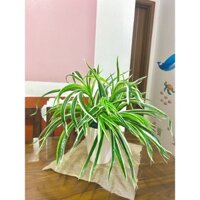 Chậu cây giả tặng kèm chậu trắng