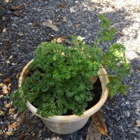 Chậu cây gia vị Ngò Tây Parsley (Petroselimun sativun)