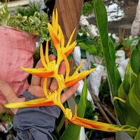 Chậu cây giống chuối mỏ két Thái cẩm thạch lá lớn hoa cam - thegioiraumam