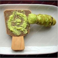 Chậu cây giống mù tạt Wasabi - Cải Ngựa Nhật Bản