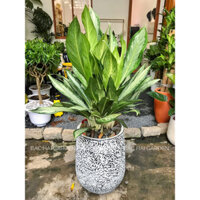 Chậu cây giữ t.iền size lớn 1m kèm chậu xi măng- Cây nội ngoại thất cao cấp- Cây trang trí văn phòng