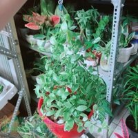 Chậu Cây Hạt Dưa