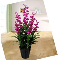 Chậu cây hoa địa lan giả tím