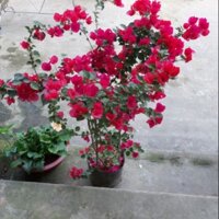 Chậu cây hoa giấy đỏ