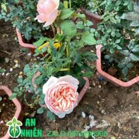 Chậu Cây Hoa Hồng Leo
