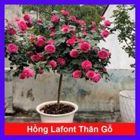 Chậu cây hoa hồng thân gỗ ( hoa hồng lafont cây 1 cốt dáng tree 3 năm tuổi cao 80-120cm )