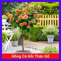 Chậu cây hoa hồng thân gỗ ( hoa hồng Tezza Cam Cá Hồi cây 1 cốt dáng tree 3 năm tuổi cao 80-120cm )