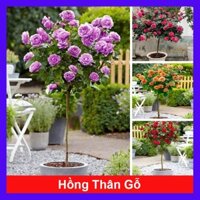 Chậu cây hoa hồng thân gỗ (cây 1 cốt dáng tree 3 năm tuổi cao 80-120cm) cây cảnh trang trí sân vườn
