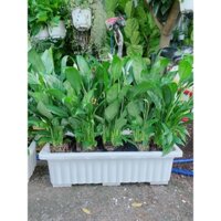 Chậu Cây Hoa Lan Ý Dài 60cm