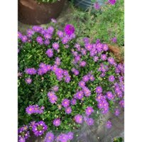 Chậu cây hoa Thạch Thảo rũ màu hồng