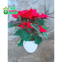 Chậu Cây Hoa Trạng Nguyên 40cm