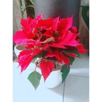 Chậu Cây Hoa Trạng Nguyên