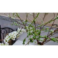 CHẬU CÂY HOA TUYẾT MAI/ TIỂU TÚC CẦU VỀ TRỒNG