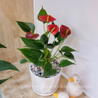 Chậu cây Hồng môn kèm chậu men sứ trắng - Cây để bàn phong thủy- Cây trong nhà, văn phòng