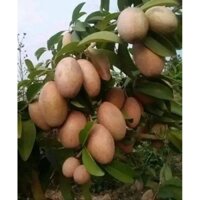 chậu cây hồng xiêm xoài siêu trái, cây có trái