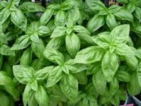 Chậu cây húng tây cây gia vị Basil