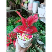 Chậu Cây Huyết Rô Rồng Đỏ