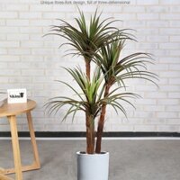 Chậu cây huyết rồng giả