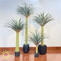 Chậu cây huyết rồng một thân cao cấp trang trí nhà