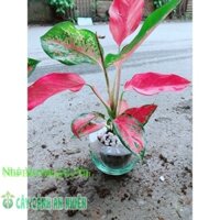 Chậu Cây Huyết Rồng Thuỷ Sinh