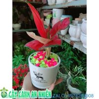 Chậu Cây Huyết Rồng