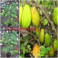 Chậu cây khế nhật(khế chua).