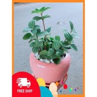 Chậu Cây Kim Cương Hột Xoàn