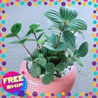 Chậu Cây Kim Cương Hột Xoàn
