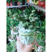 Chậu Cây Kim Cương Hột Xoàn